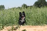 BORDER COLLIE 209